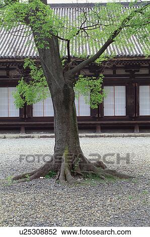 Stock Image - Sanjusangen-do Temple, Kyoto Prefecture, Japan. Fotosearch