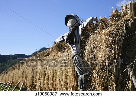 Scarecrow standing in rice paddy View Large Photo Image Stock Photo - Scarecrow standing in rice paddy. Fotosearch