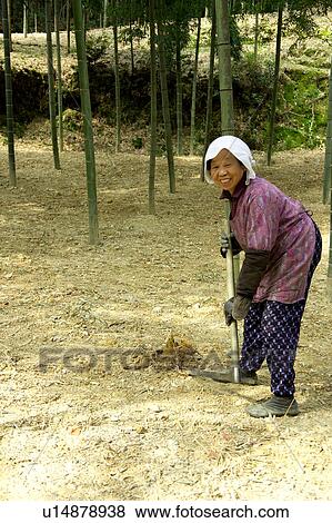 Senior woman digging bamboo shoots View Large Photo Image Stock Photo - Senior woman digging bamboo shoots. Fotosearch