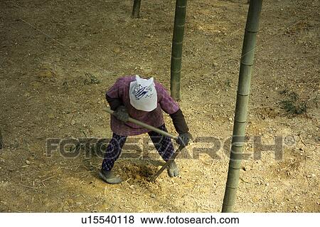 Senior woman digging bamboo shoots View Large Photo Image Stock Photo - Senior woman digging bamboo shoots. Fotosearch