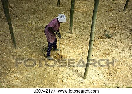 Stock Photo - Senior woman digging bamboo shoots. Fotosearch