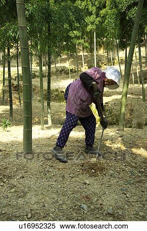 Senior woman digging bamboo shoots View Large Photo Image Stock Photography - Senior woman digging bamboo shoots. Fotosearch
