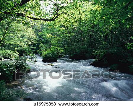 Stock Photo - Stream at Oirase in Aomori Prefecture. Fotosearch