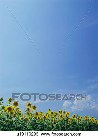 Sunflowers growing in field in Yamanashi Prefecture, Japan View Large Photo Image Stock Image - Sunflowers growing in field in Yamanashi Prefecture, Japan. Fotosearch