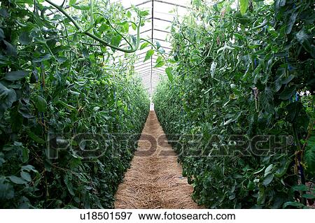 Tomato plants in greenhouse View Large Photo Image Stock Photo - Tomato plants in greenhouse. Fotosearch