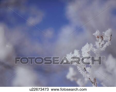 Stock Image - Tree branch covered in frost, Hokkaido, Japan. Fotosearch