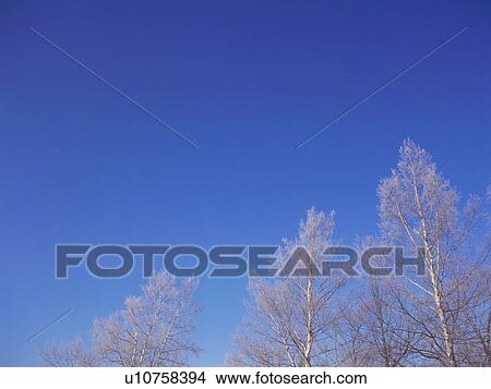 Picture - Trees covered in frost, Hokkaido, Japan. Fotosearch