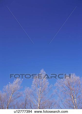Trees covered in frost, Hokkaido, Japan View Large Photo Image Picture - Trees covered in frost, Hokkaido, Japan. Fotosearch
