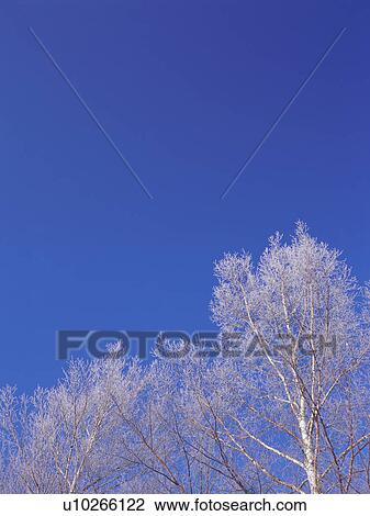 Stock Image - Trees covered in frost, Hokkaido, Japan. Fotosearch