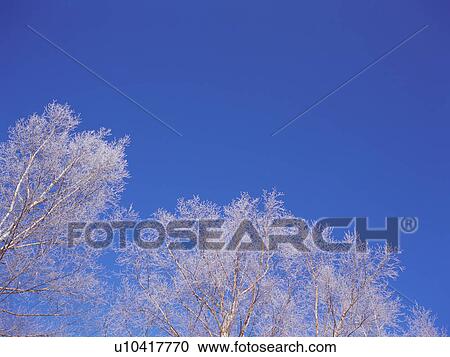 Stock Image - Trees covered in frost, Hokkaido, Japan. Fotosearch