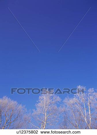 Trees covered in frost, Hokkaido, Japan View Large Photo Image Stock Image - Trees covered in frost, Hokkaido, Japan. Fotosearch