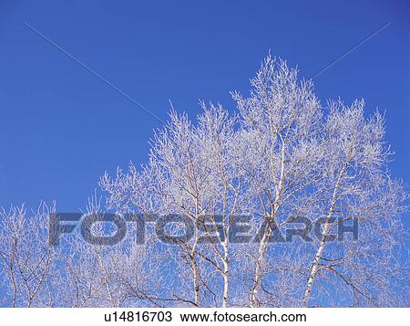 Stock Image - Trees covered in frost, Hokkaido, Japan. Fotosearch