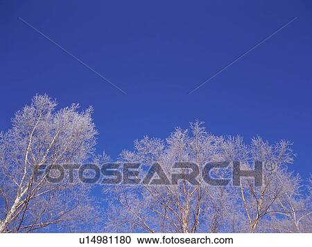 Stock Image - Trees covered in frost, Hokkaido, Japan. Fotosearch