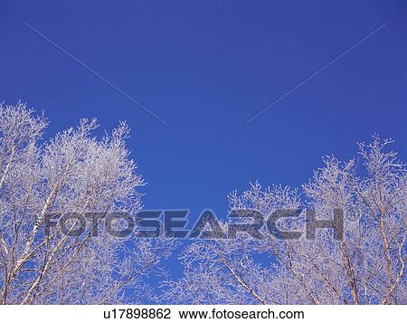 Trees covered in frost, Hokkaido, Japan View Large Photo Image Stock Image - Trees covered in frost, Hokkaido, Japan. Fotosearch