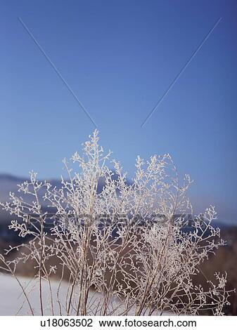 Trees covered in frost, Hokkaido, Japan View Large Photo Image Stock Image - Trees covered in frost, Hokkaido, Japan. Fotosearch