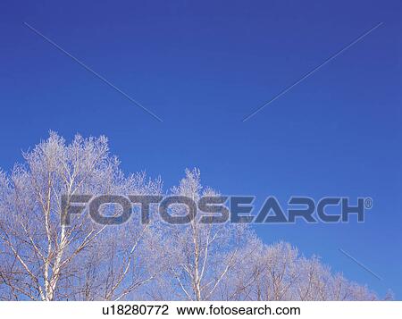 Stock Image - Trees covered in frost, Hokkaido, Japan. Fotosearch
