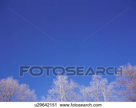 Trees covered in frost, Hokkaido, Japan View Large Photo Image Stock Image - Trees covered in frost, Hokkaido, Japan. Fotosearch