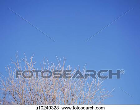 Trees covered in frost, Hokkaido, Japan View Large Photo Image Stock Photo - Trees covered in frost, Hokkaido, Japan. Fotosearch