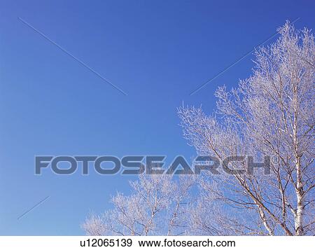Stock Photo - Trees covered in frost, Hokkaido, Japan. Fotosearch