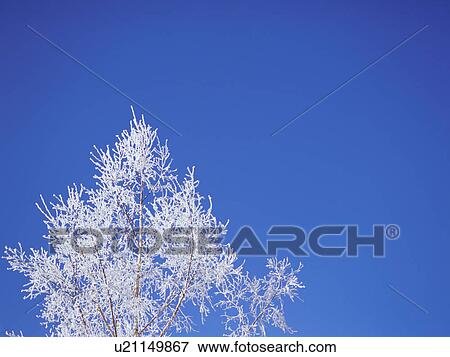 Stock Photo - Trees covered in frost, Hokkaido, Japan. Fotosearch