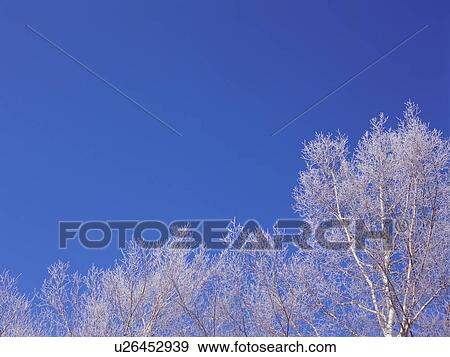 Stock Photo - Trees covered in frost, Hokkaido, Japan. Fotosearch