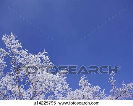 Trees covered in frost, Hokkaido, Japan View Large Photo Image Stock Photography - Trees covered in frost, Hokkaido, Japan. Fotosearch