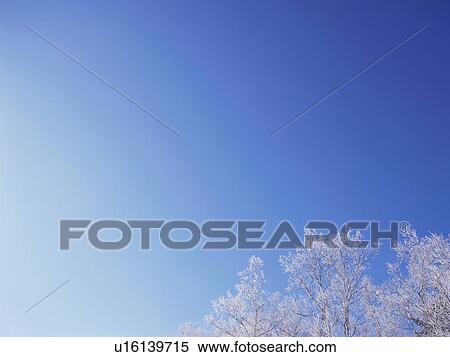 Trees covered in frost, Hokkaido, Japan View Large Photo Image Stock Photography - Trees covered in frost, Hokkaido, Japan. Fotosearch