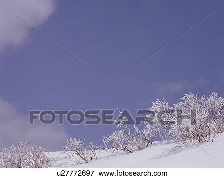Trees covered in frost, Nagano Prefecture, Japan View Large Photo Image Stock Photo - Trees covered in frost, Nagano Prefecture, Japan. Fotosearch