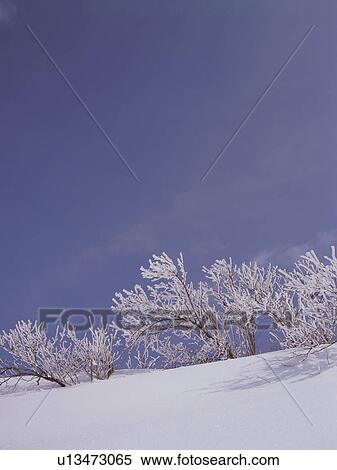 Stock Photography - Trees covered in frost, Nagano Prefecture, Japan. Fotosearch