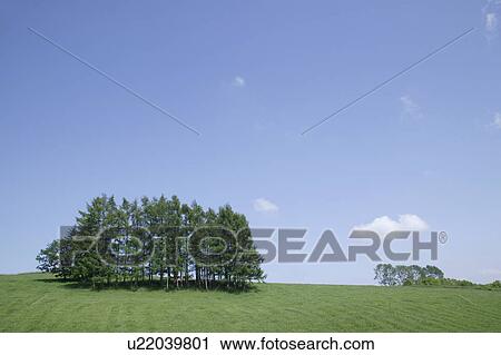 Stock Image - Trees in farmland. Fotosearch
