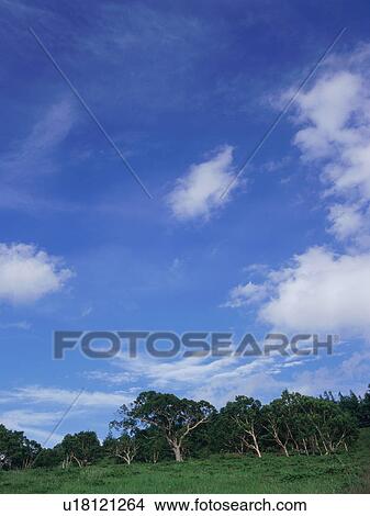 Picture - Trees in field. Fotosearch