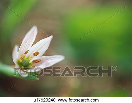 Tulipa edulis Tulipa View Large Photo Image Stock Image - Tulipa edulis Tulipa . Fotosearch