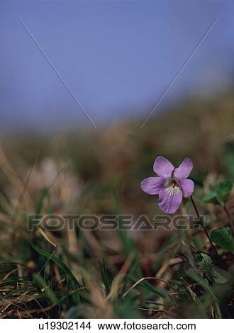 Viola grypoceras View Large Photo Image Picture - Viola grypoceras. Fotosearch