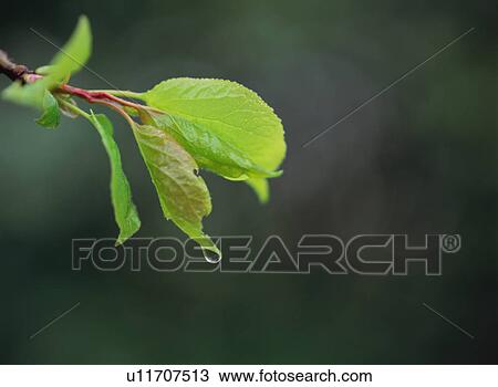 Stock Image - Water drop on green leaves. Fotosearch