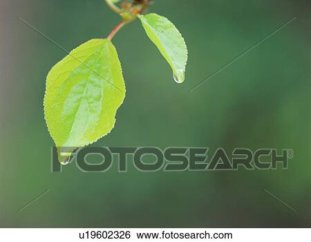 Water drop on green leaves View Large Photo Image Stock Photograph - Water drop on green leaves. Fotosearch