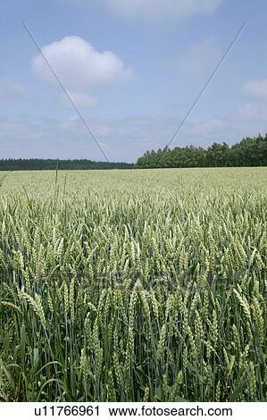 Wheat field View Large Photo Image Stock Image - Wheat field. Fotosearch