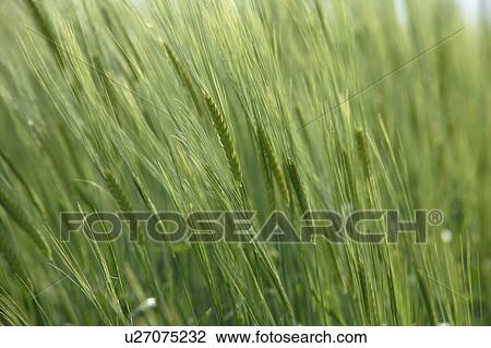Stock Image - Wheat stalks, close-up. Fotosearch