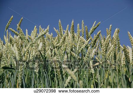 Wheat stalks, close-up View Large Photo Image Stock Photo - Wheat stalks, close-up. Fotosearch