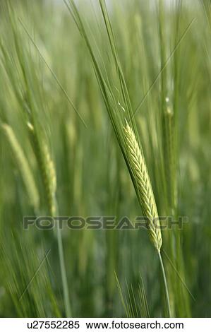 Wheat stalks, close-up View Large Photo Image Stock Photography - Wheat stalks, close-up. Fotosearch