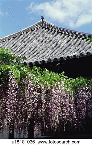 Stock Photograph - Wisterias at Byodo-in Temple, Kyoto Prefecture, Japan. Fotosearch