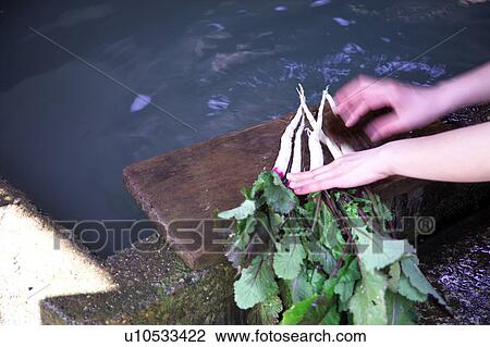 Stock Image - Woman washing vegetables. Fotosearch