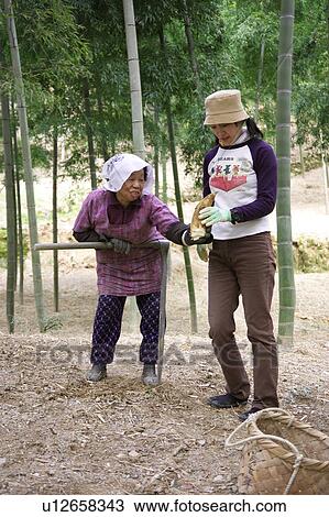 Stock Image - Women digging bamboo shoots. Fotosearch
