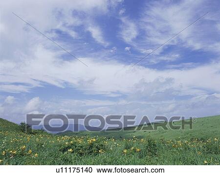 Stock Image - Yellow flowers growing in field. Fotosearch
