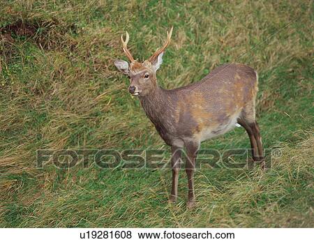 Stock Photo - Yezo Deer. Fotosearch
