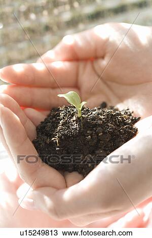 Stock Image - A bud in woman's hands, high angle view, close up. Fotosearch