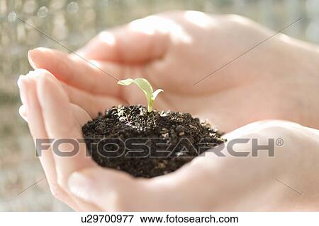A bud in woman's hands, high angle view, close up View Large Photo Image Stock Photo - A bud in woman's hands, high angle view, close up. Fotosearch