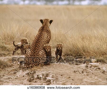 A cheetah and her four cubs View Large Photo Image Stock Photo - A cheetah and her four cubs. Fotosearch
