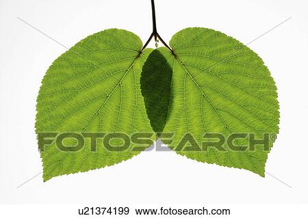 Stock Photo - Alder. Fotosearch