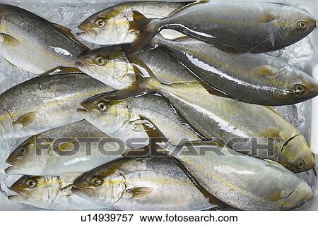Amberjack fish View Large Photo Image Stock Photo - Amberjack fish. Fotosearch