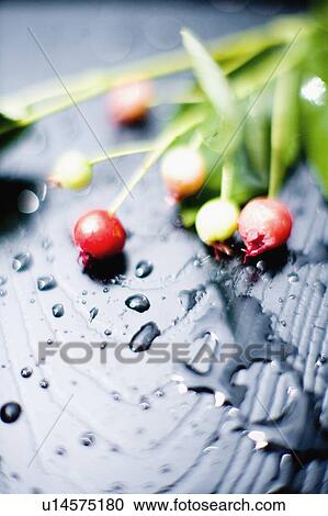 Stock Image - Amelanchier. Fotosearch